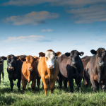 João Eustáquio De Almeida Junior analisa como o consumo consciente influencia diretamente a produção de carne e os impactos dessa relação.