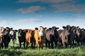 João Eustáquio De Almeida Junior analisa como o consumo consciente influencia diretamente a produção de carne e os impactos dessa relação.