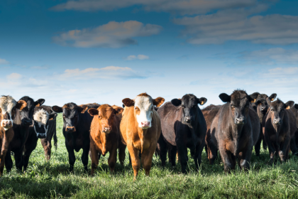 João Eustáquio De Almeida Junior analisa como o consumo consciente influencia diretamente a produção de carne e os impactos dessa relação.